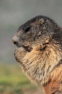 One adult Alpine Marmot, Marmota marmota, feeding on something. Closeup