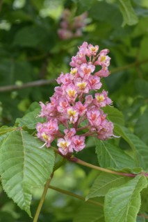Horse chestnut (Aesculus × carnea 'Briotii'), Saxon State Institute for Agriculture, Pillnitz,