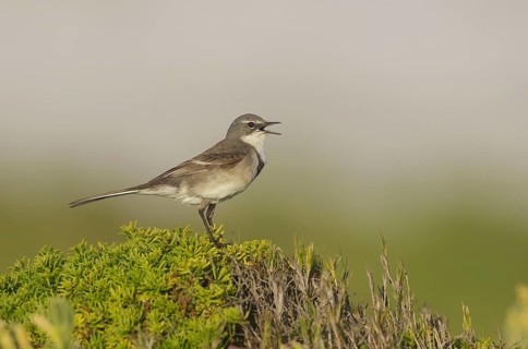 Cape Wagtail (Motacilla capensis), Western Cape, South Africa