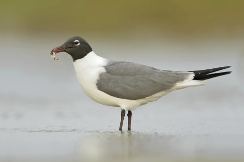 Laughing Gull (Leucophaeus atricilla), Texas, USA
