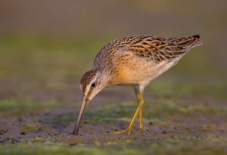 Short-Billed Dowitcher, juvenile