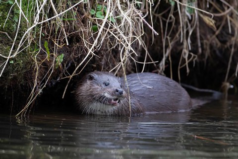Eurasian otter (Lutra lutra) adult animal in a river, England, United Kingdom