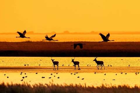 Red deer stags and flock of common cranes (Grus grus) along the Baltic Sea, Western Pomerania