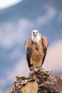 Griffon Vulture (Gyps fulvus) sitting on an old gnarled root in autumn, Pyrenees, Catalonia, Spain