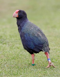 South Island Takahe (Porphyrio hochstetteri), New Zealand