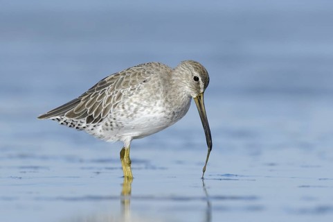 Short-billed Dowitcher (Limnodromus griseus), Texas, USA