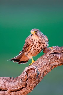 Common Kestrel (Falco tinnunculus) female with prey, Castile-La Mancha, Spain
