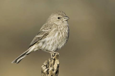 House Finch (Haemorhous mexicanus) female, Arizona, USA