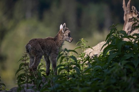 One adult female ibex (Capra ibex) walking over rocks with her baby next to her. Some green