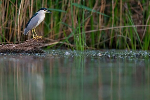 Black-crowned black crowned night heron (Nycticorax nycticorax), Bihoreau gris, HÈron bihoreau,