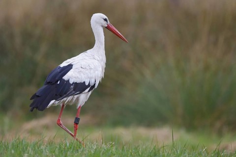 White Stork (Ciconia ciconia) female, North Rhine-Westphalia, Germany