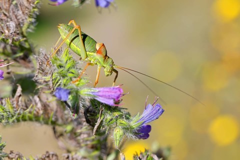 Steppe saddle grasshopper, steppe saddle grasshopper (Ephippiger ephippiger), male, on Viper's