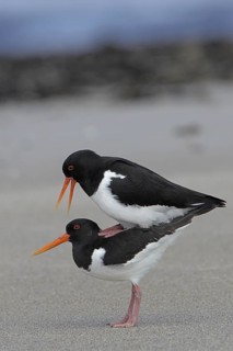 Austernfischer paaren sich am Strand, Hochformat, Nordseeküste, Düne von Helgoland, lat. Haematopus