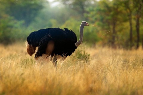 Common ostrich, Struthio camelus, big bird feeding green grass in savannah, Kruger NP, South Africa