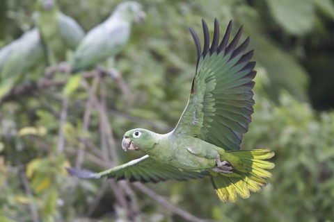 Southern Mealy Amazon (Amazona farinosa) flying, Ecuador