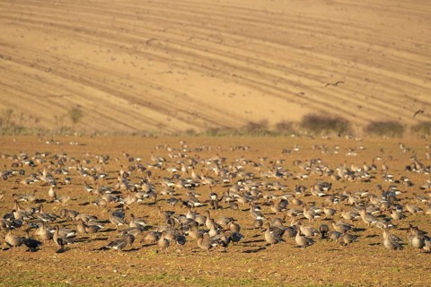 Pink-footed goose (Anser brachyrhynchus) adult geese birds feeding on a farmland harvested sugar