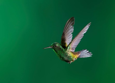 Copper-rumped Hummingbird (Amazilia tobaci), Trinidad and Tobago
