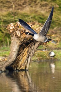 Canada Goose, Branta canadensis bird in flight over winter Marshes, Devon, England, United Kingdom