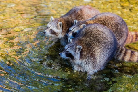 Three adult Raccoons Procyon lotor, stand in the shallow water of a creek and search for food