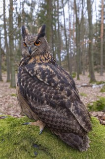 One Eurasian Eagle Owl, Bubo bubo, perched on a mossy rock. A forest in the background