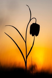 Snake's Head Fritillary (Fritillaria meleagris) at sunrise in a wet meadow in spring, Berne, Lower