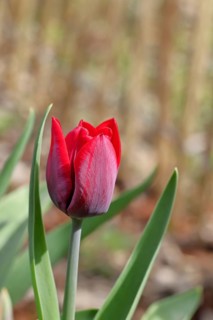Tulip (Tulipa), red flower, Wilnsdorf, North Rhine-Westphalia, Germany