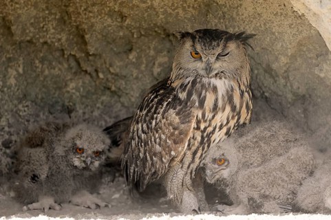 Eurasian eagle-owl (Bubo bubo) with chicks at the breeding site, France