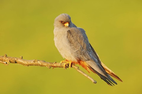 Red-footed Falcon, Falco vespertinus, bird sitting on branch with clear green background, cleaning