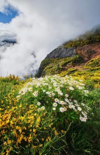 Madeira landscape with daisy flowers and blooming Cytisus shrubs and mountains in clouds.