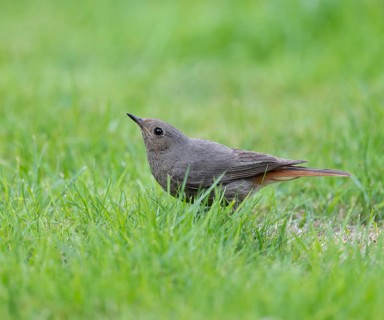 Black redstart (Phoenicurus ochruros), female ducks down in case of danger from a bird of prey,