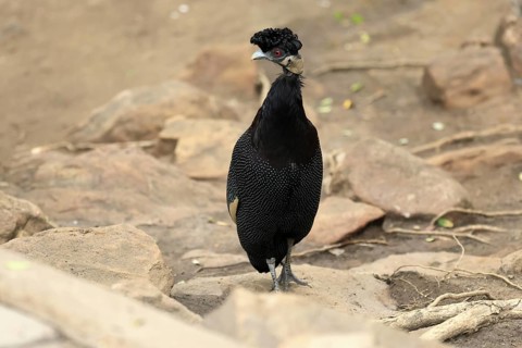 Ruffed Guinea Fowl (Guttera pucherani), adult, on the ground, alert, foraging, Kruger, Kruger