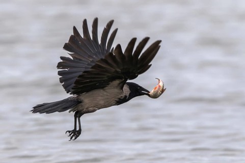 NebelkrÃ¤he erbeutet einen Fisch