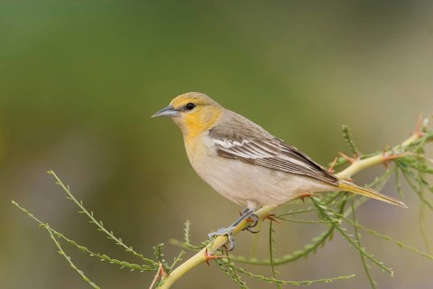 Bullock's Oriole (Icterus bullockii) female, California, USA