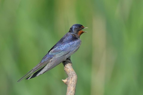 Barn Swallow (Hirundo rustica) sitting on a branch, Lake Neusiedl National Park, Burgenland,