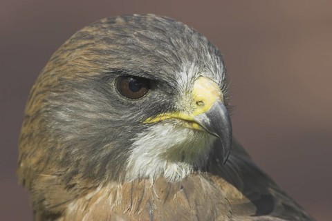 Swainson's Hawk (Buteo swainsoni), Alberta, Canada