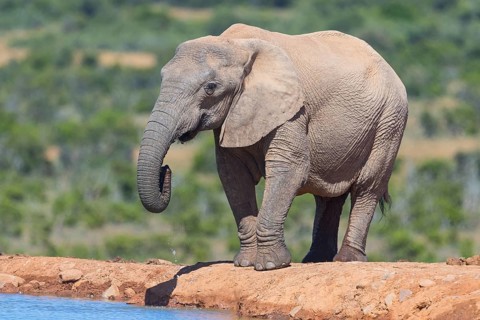African elephant, (Loxodonta african), Addo Elephant National Park, Addo Camp, Western Cape, South