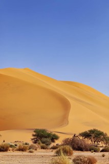 High sand dune in the desert with trees and bushes in front of a deep blue sky, The sand dunes of