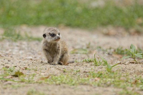 Close-up of a young meerkat in its natural habitat, Poland