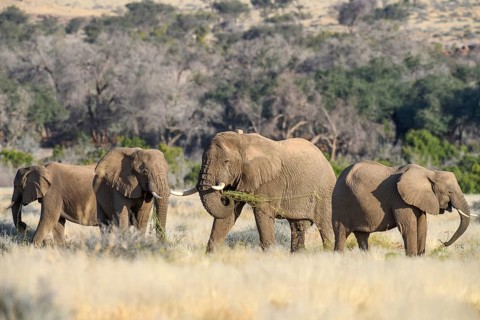 Desert elephants (Loxodonta africana) in the Ugab dry river, Damaraland, Kunene region, Namibia