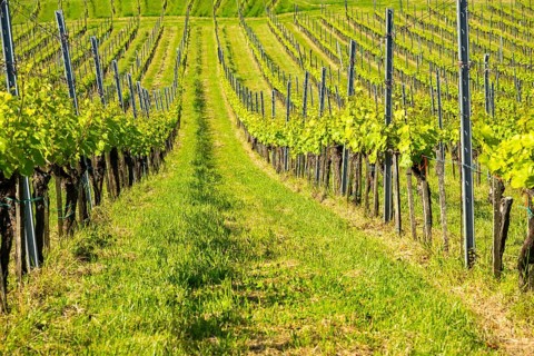 Landscape of the wine yards growing on the hills of southern styria, Austria