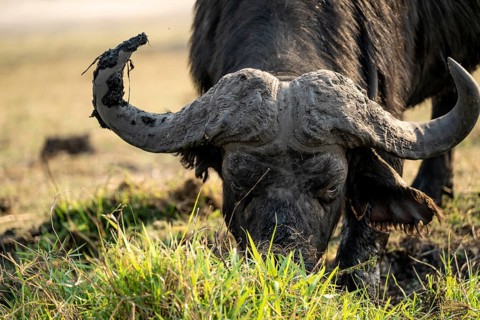Cape buffalo (Syncerus caffer caffer) grazing, Ihaha, Chobe National Park, Botswana