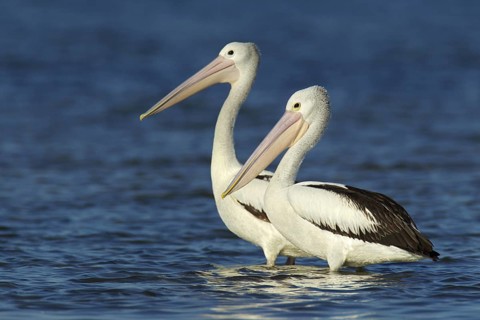 Australian Pelican (Pelecanus conspicillatus), Victoria, Australia