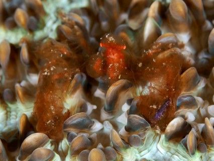 An orang-utan crab (Achaeus japonicus) with glowing eyes on a coral, dive site Gondol East,