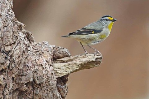 Striated Pardalote (Pardalotus striatus), Tasmania, Australia