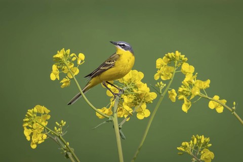 A yellow wagtail sits in spring in a flowering rape field near Frankfurt am Main, Frankfurt am