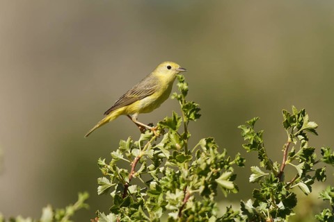 American Yellow Warbler (Setophaga aestiva) female, California, USA
