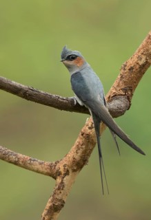 Crested Treeswift (Hemiprocne coronata) male perched on a branch, West Bengal, India