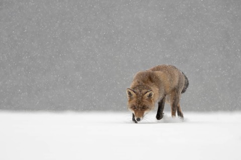 Red fox in the snow, Steinborn, Rhineland-Palatinate, Germany