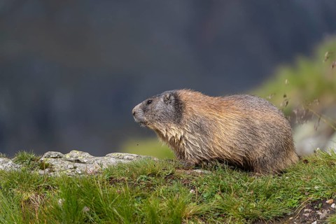 One youngAlpine Marmot, Marmota marmota resting on a rocky rim. A mountain wall in the distant