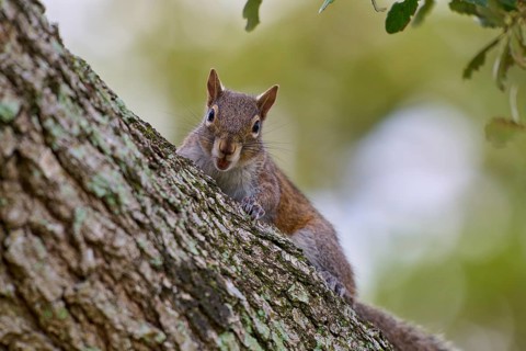 Grey Squirrel (Sciurus carolinensis), climbing on tree, springtime, Florida, USA